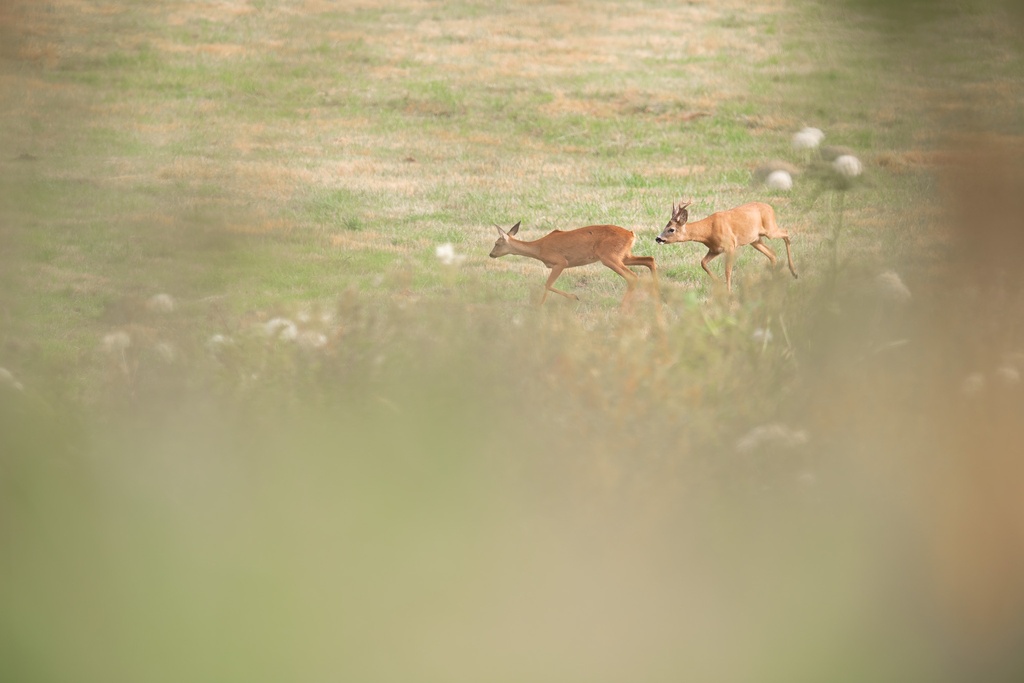 Coureur de pompon