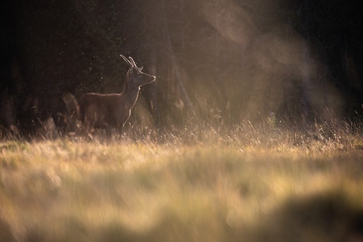 Golden hour